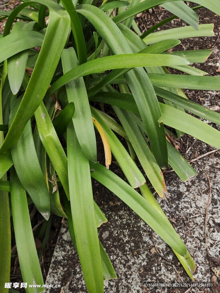 翠绿长叶植物特写