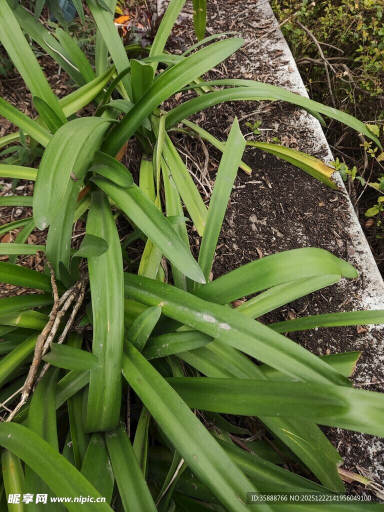 翠绿长叶植物特写