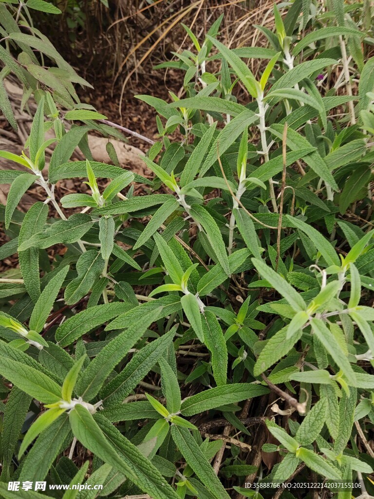 野外绿色植物特写
