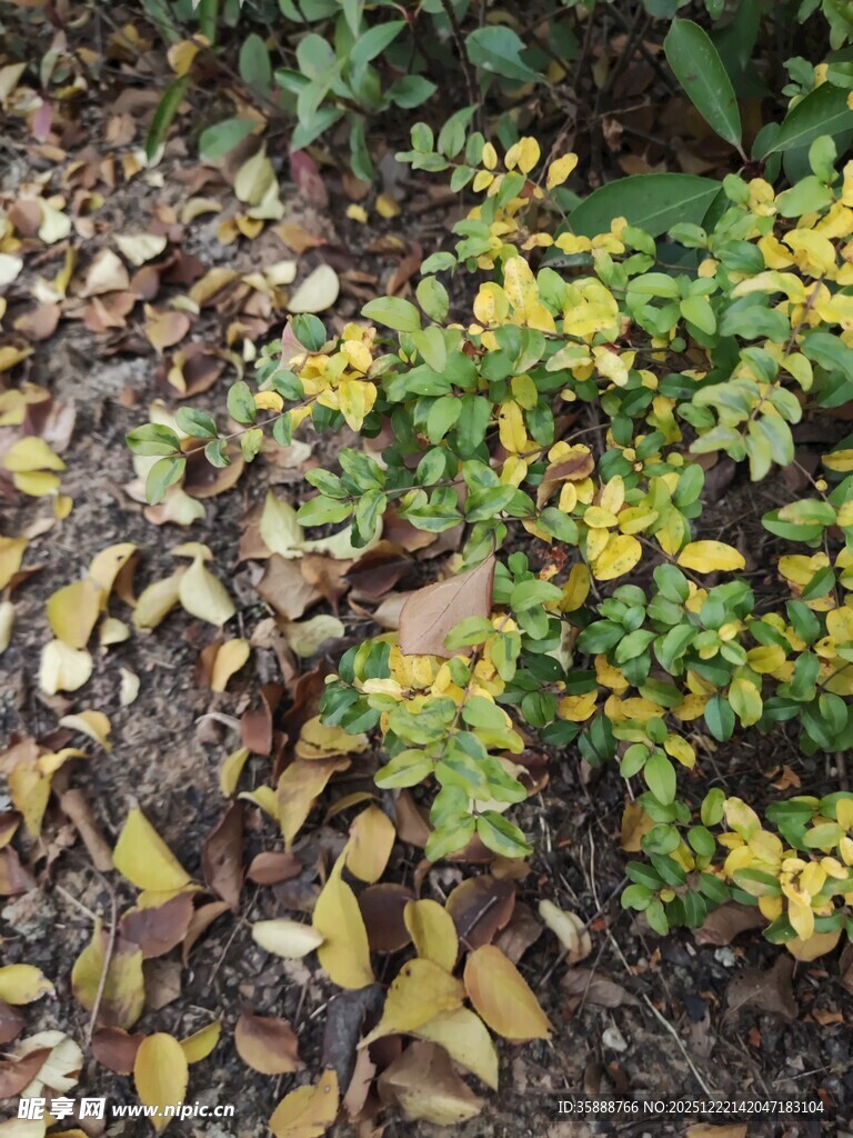 地面上的黄绿植物景观