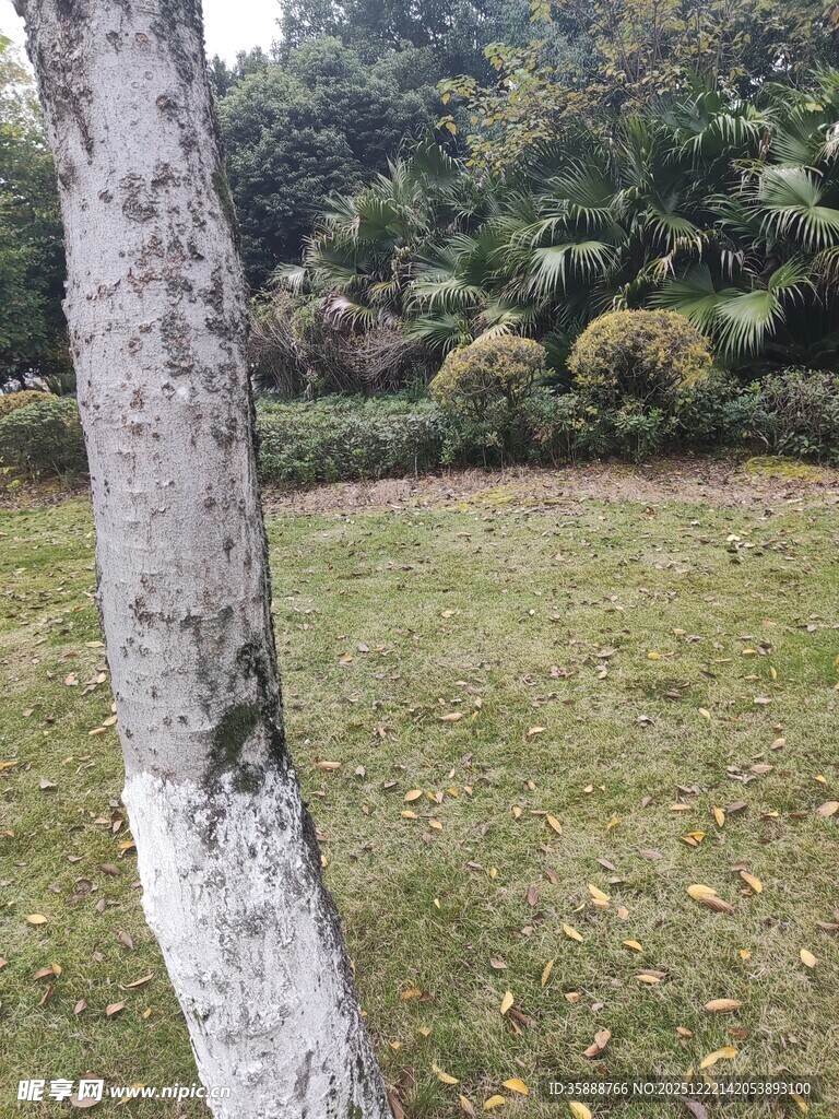 树干旁的绿意盎然草地