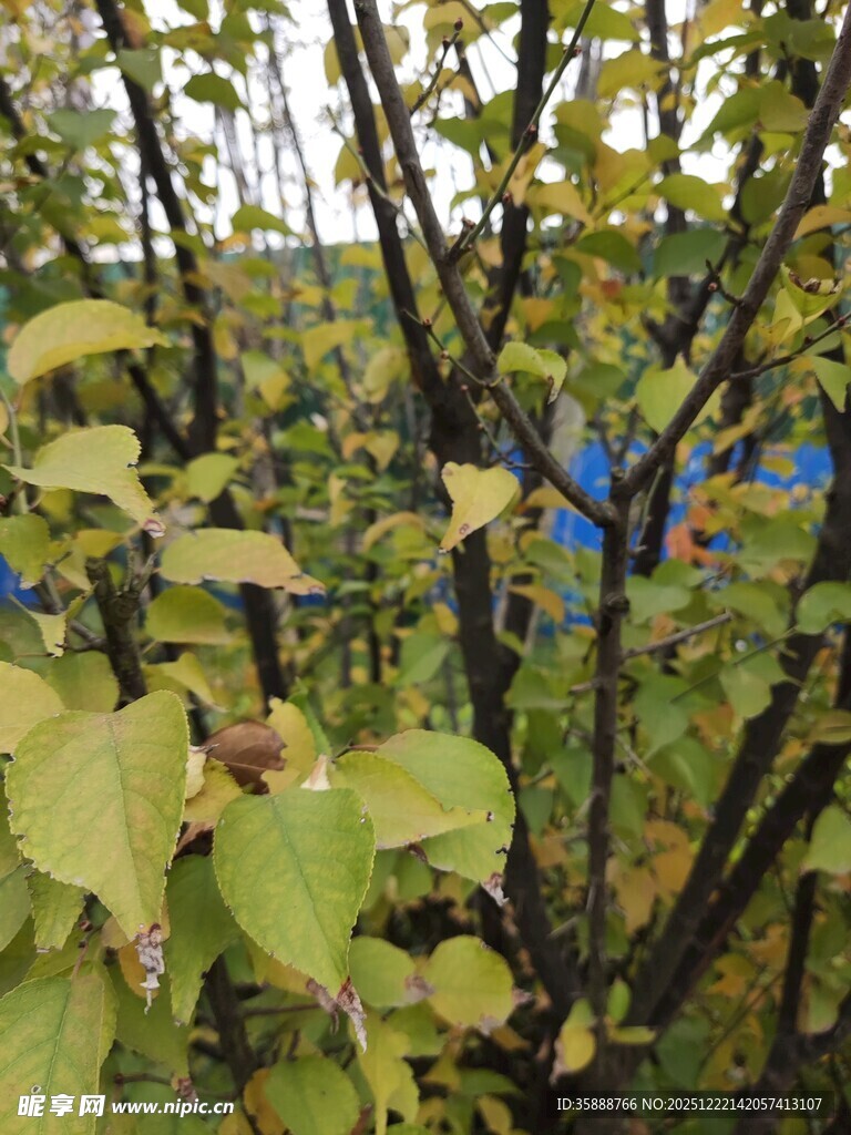 秋日枝头黄绿相间的树叶