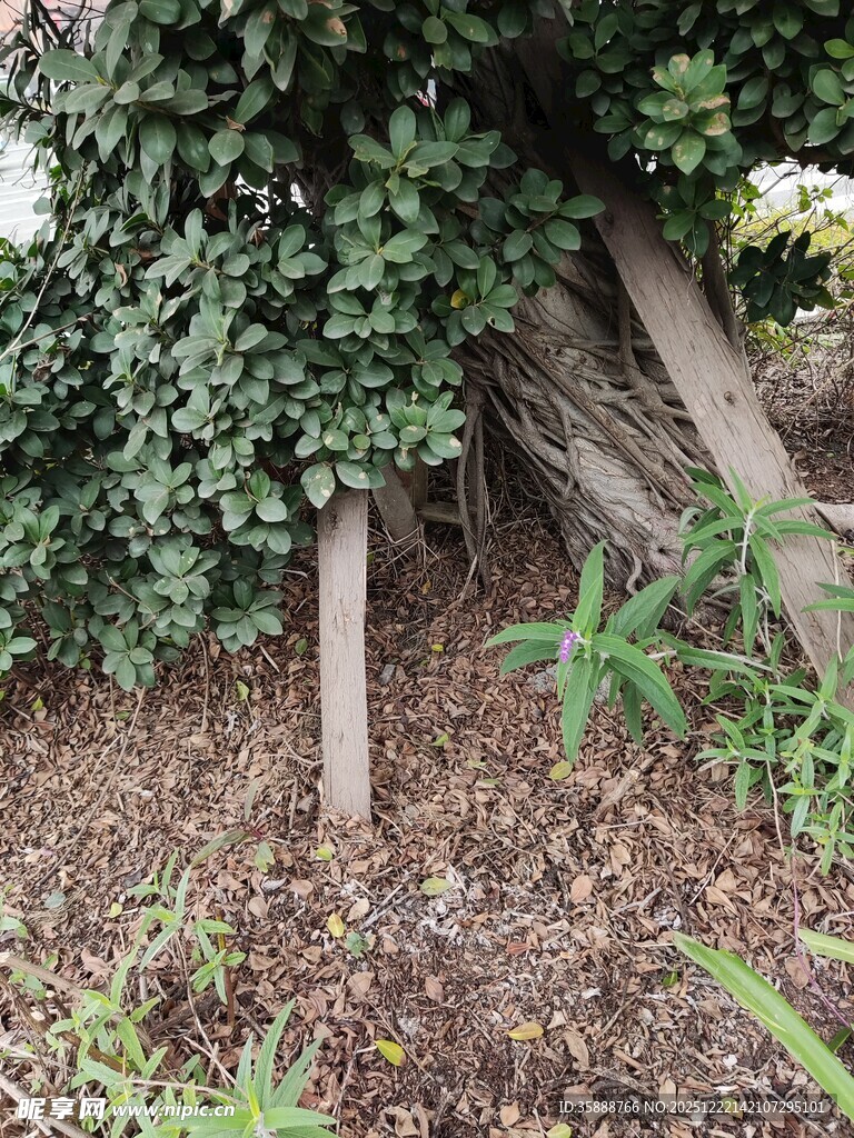 藤蔓缠绕的老旧木架