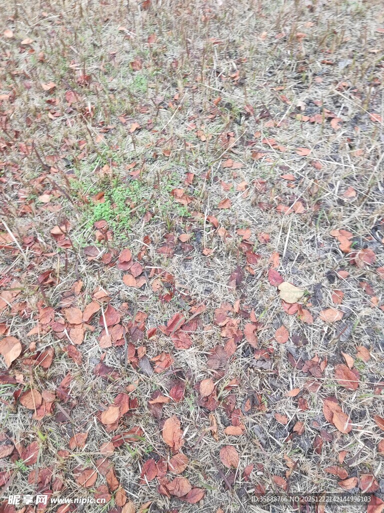 地面散落多彩落叶景象