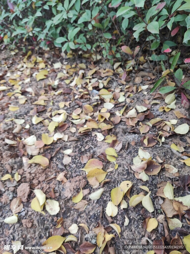 落叶铺地的自然景致