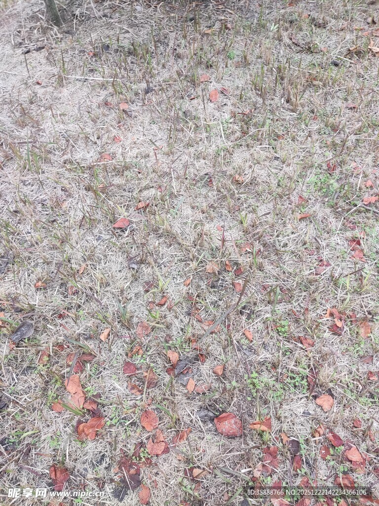 地面散落多彩落叶景象