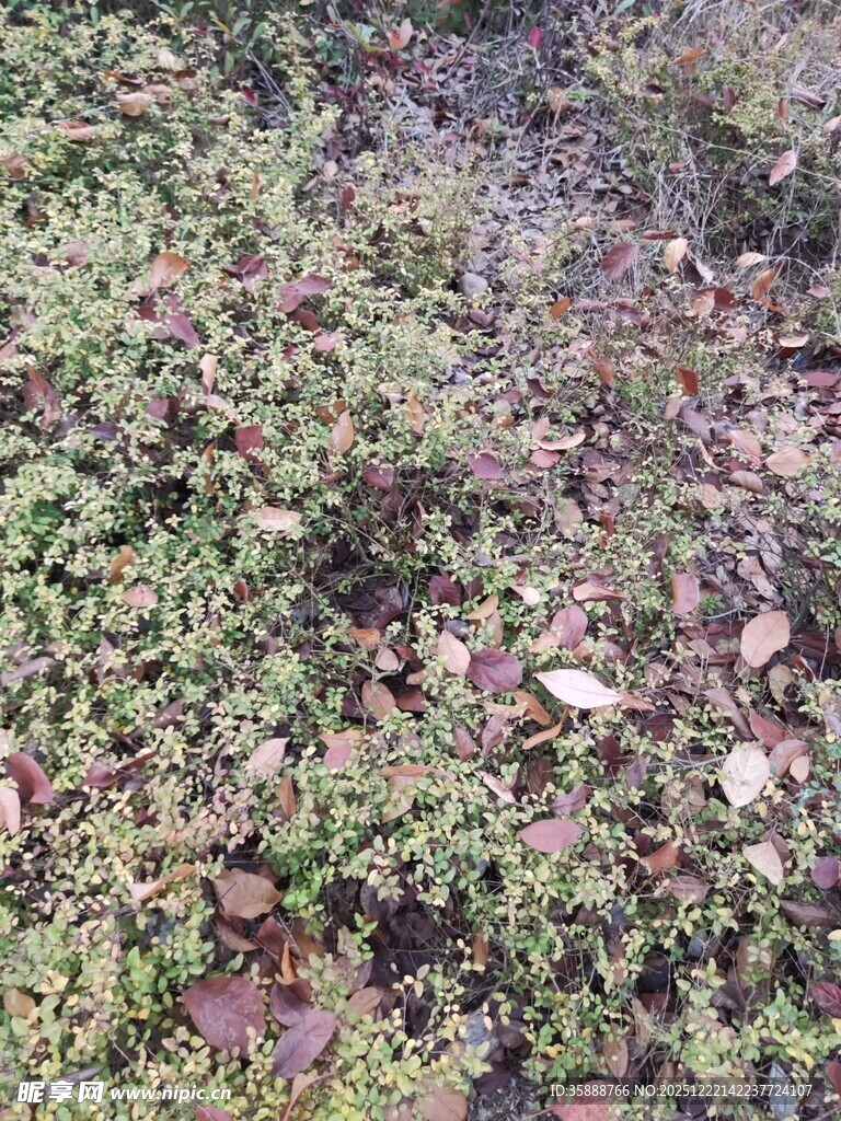 地面的绿色植物与落叶