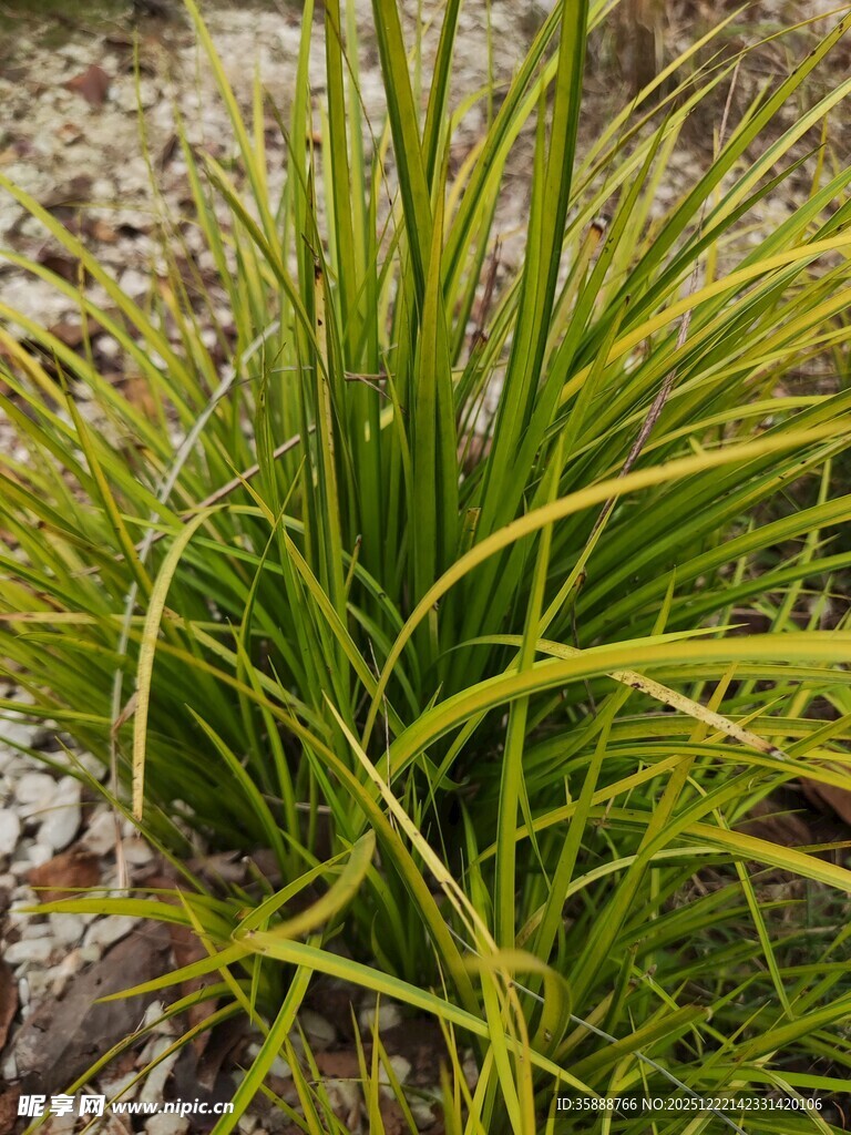 翠绿金边草清新自然景