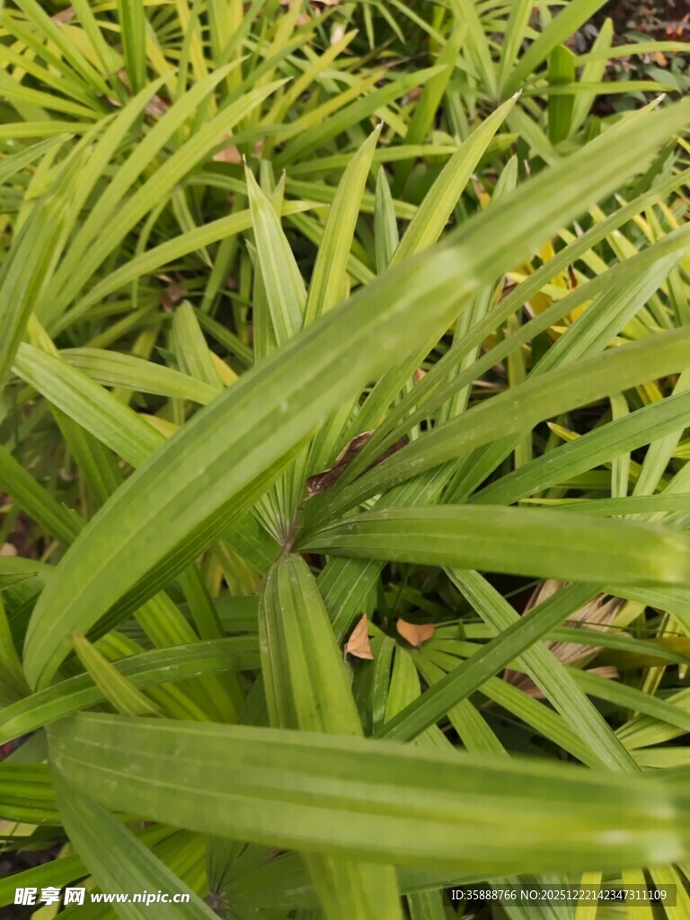 翠绿细长叶片的植物