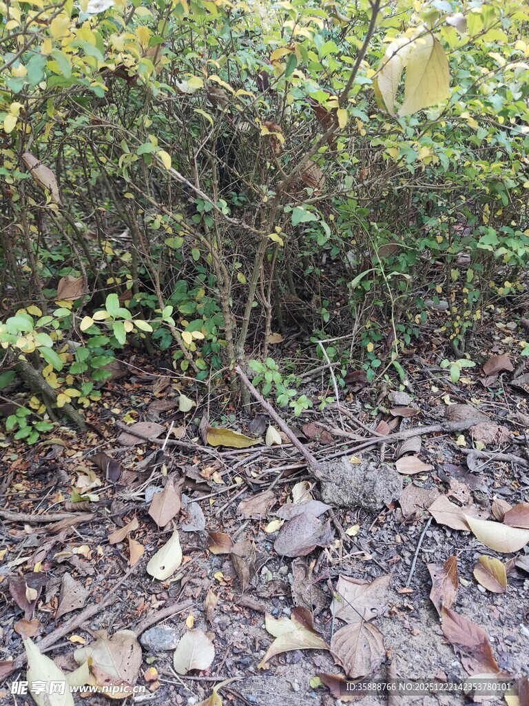 林间落叶与繁茂绿植景象