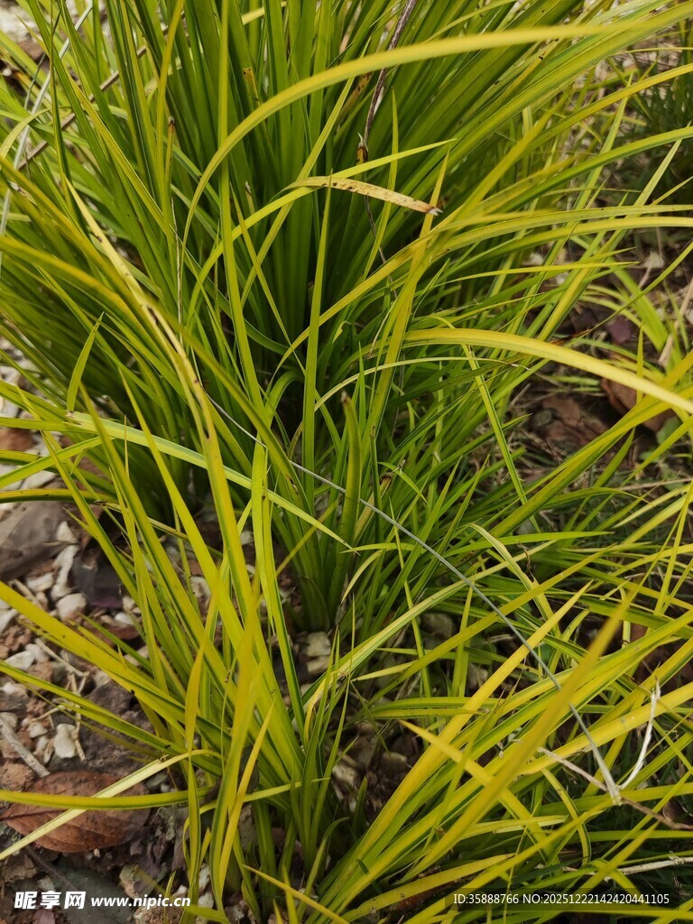 金黄绿叶植物特写