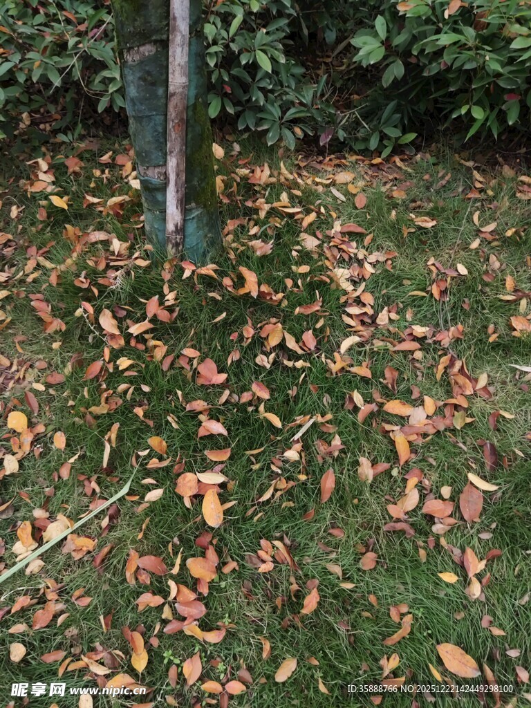 树下落叶缤纷的秋日景象