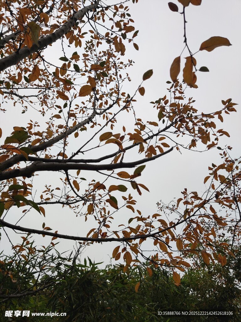 秋日枝头枯叶飘零