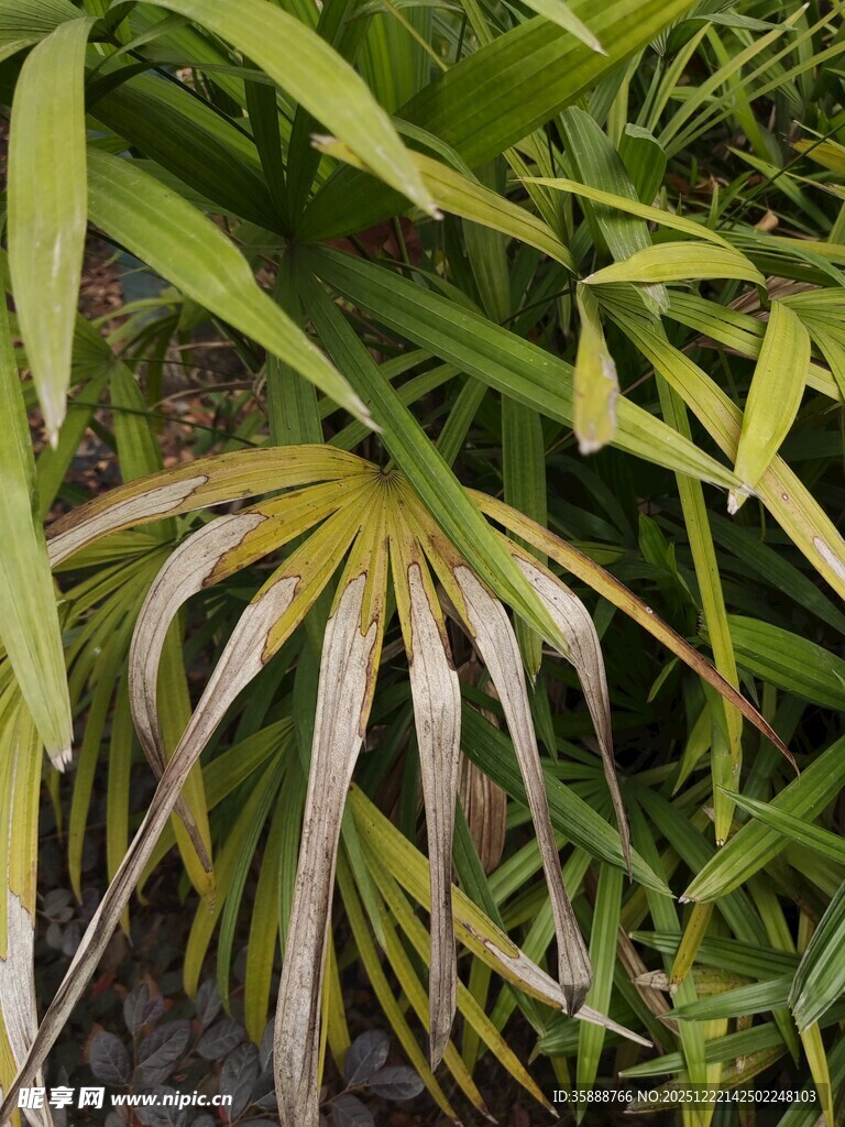 翠绿间的斑驳叶片植物