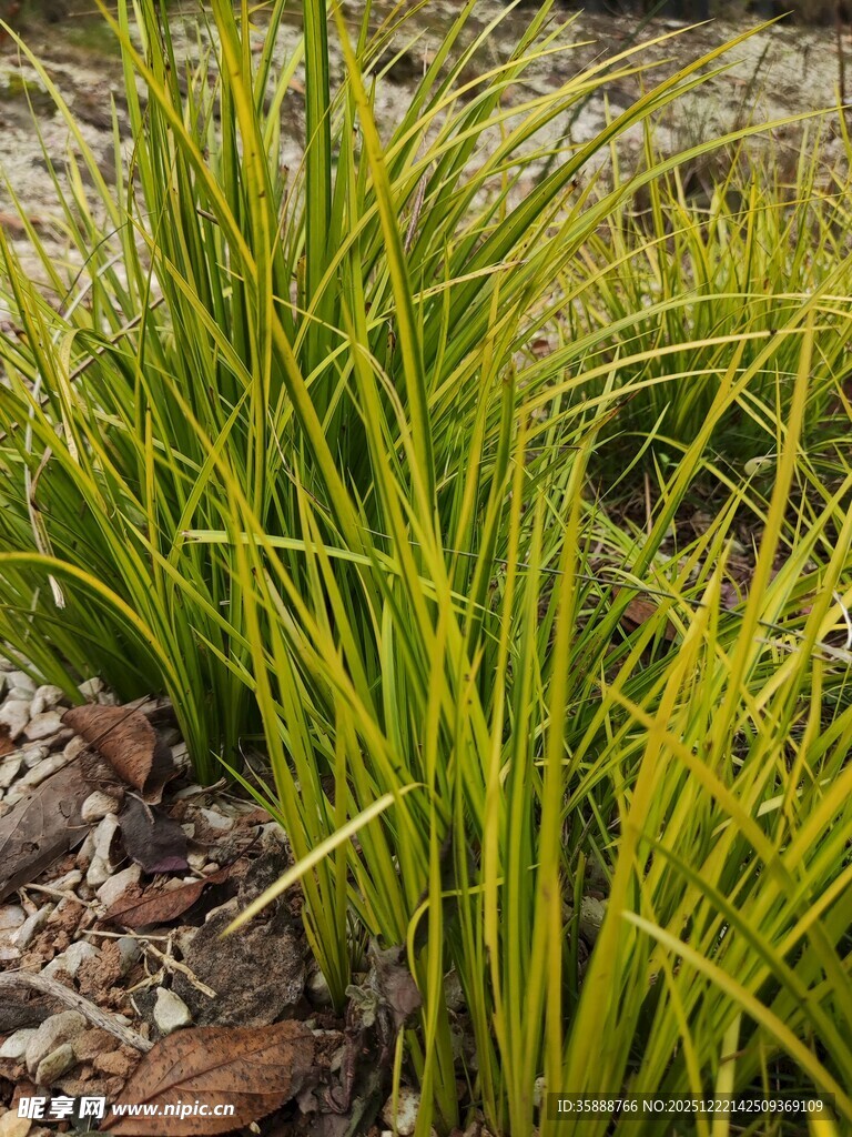 翠绿细长草生机盎然