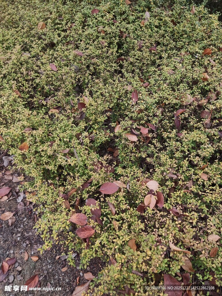 地面上的绿色低矮植物