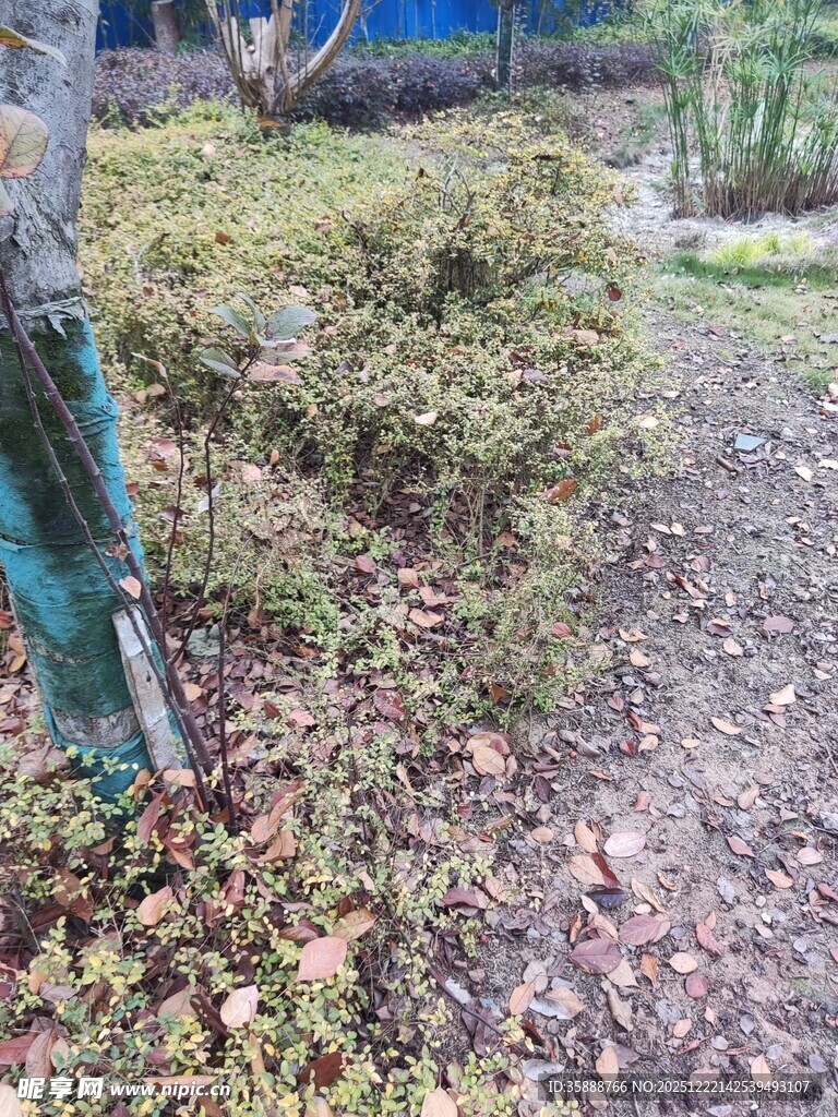 户外绿植旁的小径