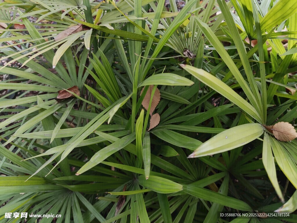 翠绿棕桐叶植物景观
