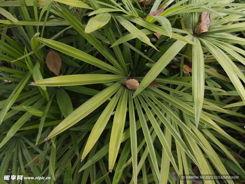 翠绿棕竹植物特写