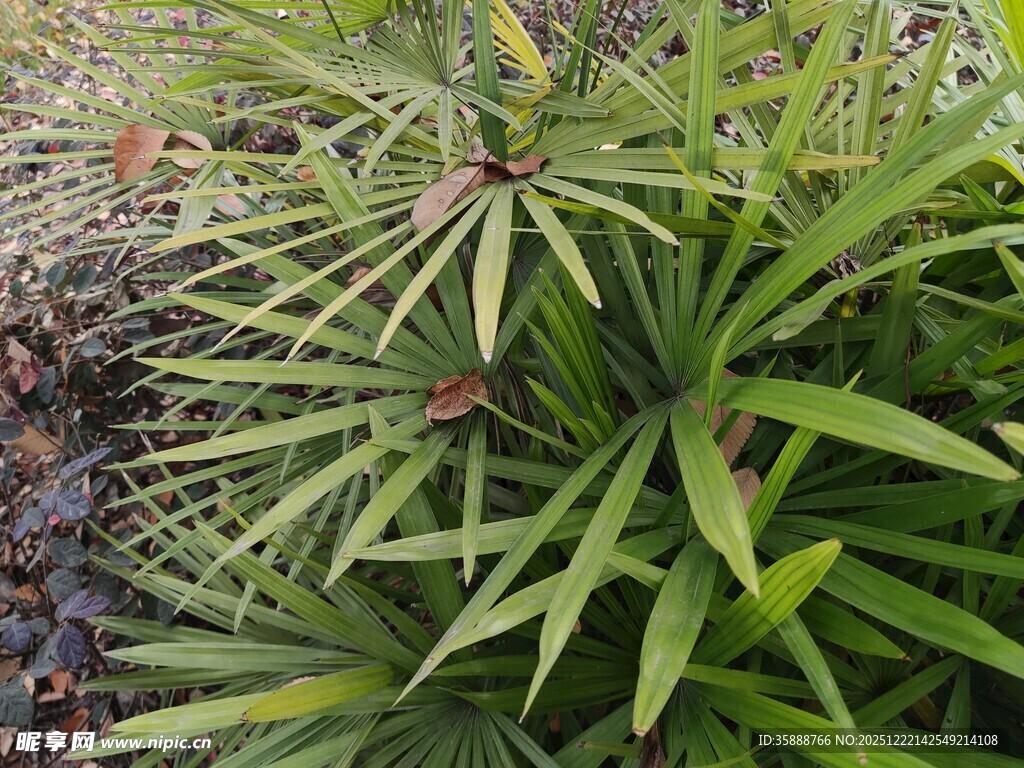 翠绿棕竹植物特写