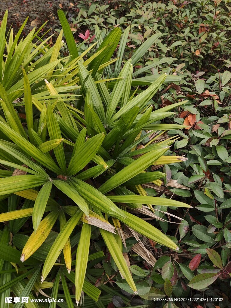 翠绿芦荟与周边植物景观