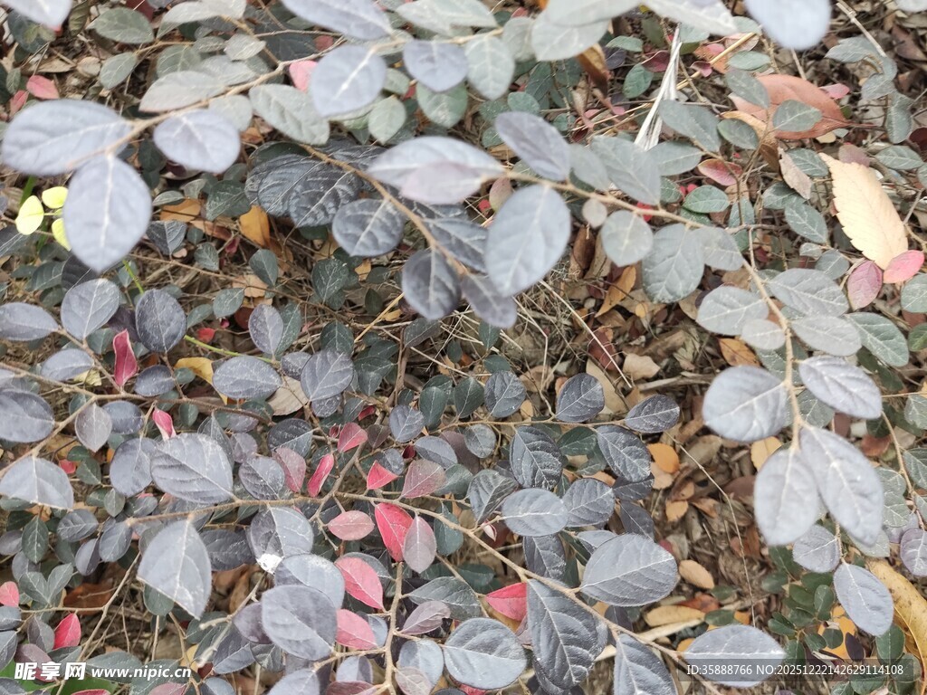 地面上的多彩落叶