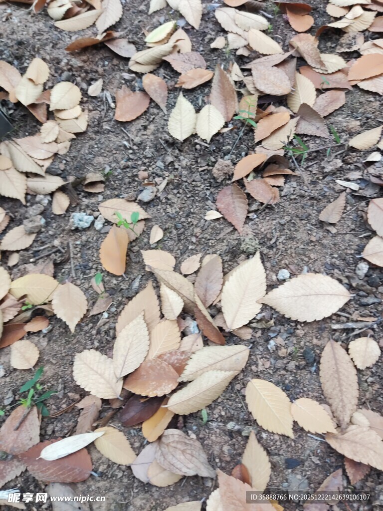 地面散落的枯黄树叶