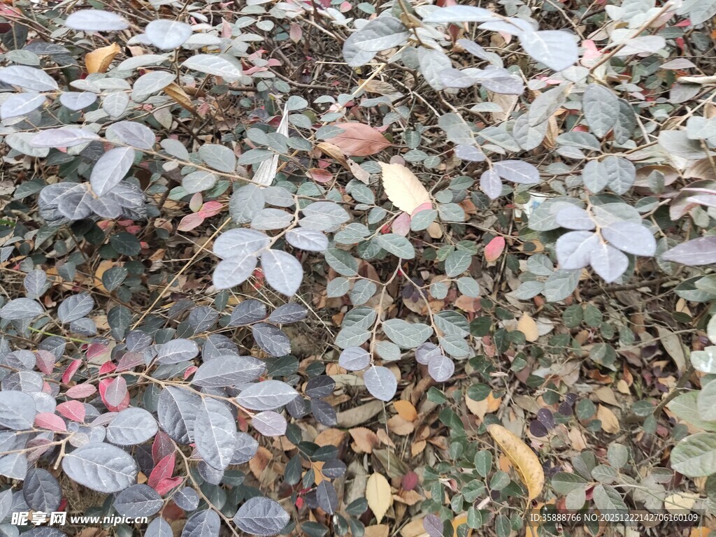 地面上的多彩落叶