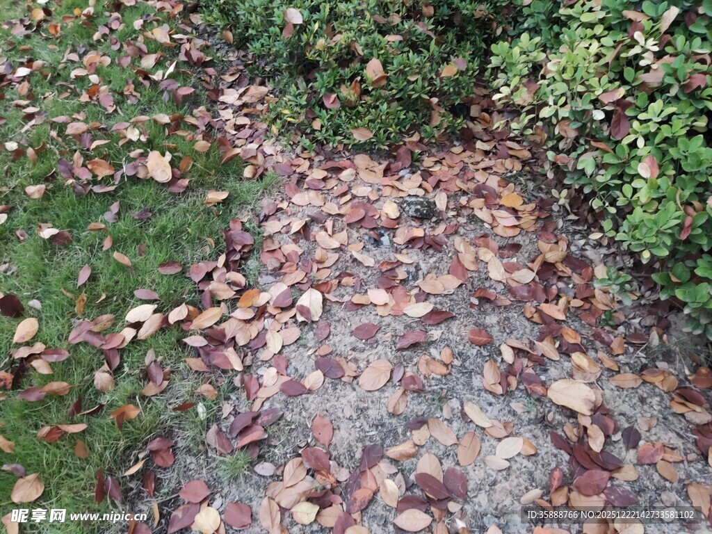 落叶铺就的幽静石板小径