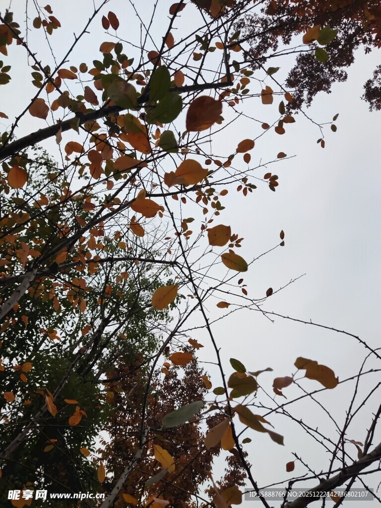 秋日枝头枯叶景象