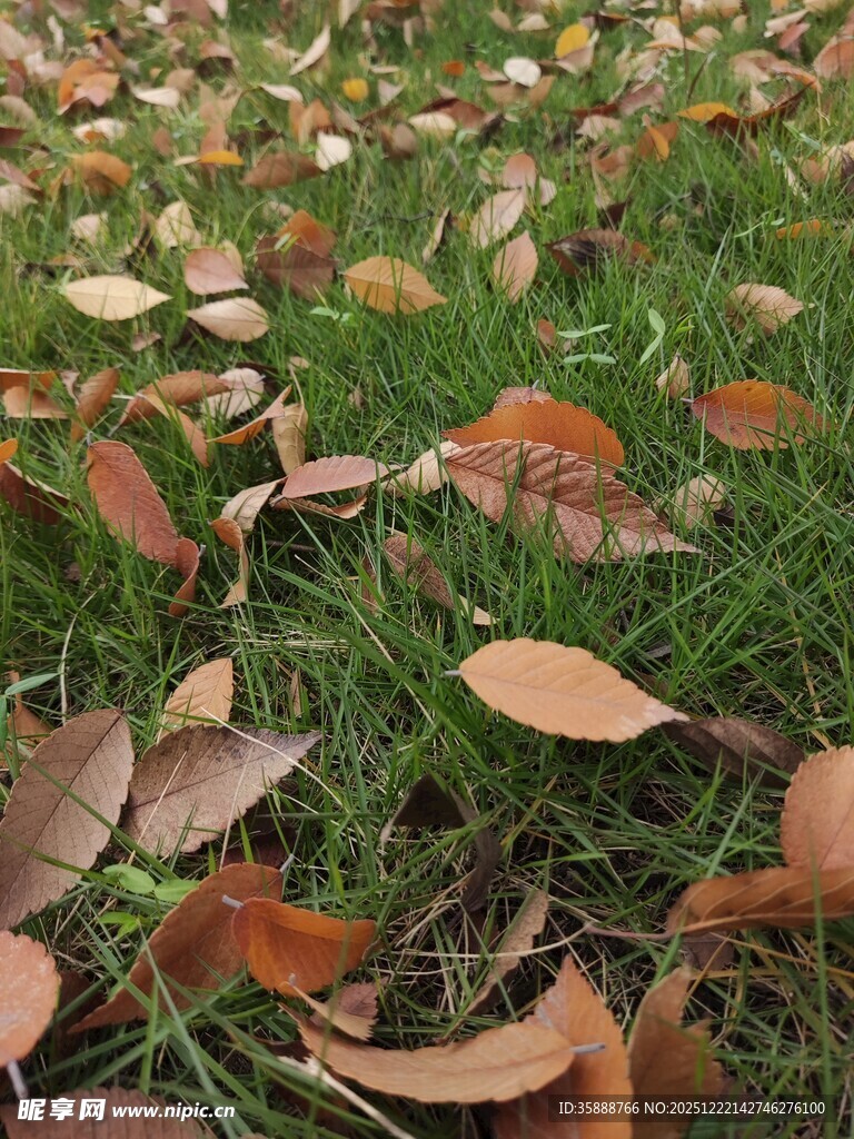 草地散落枯黄落叶