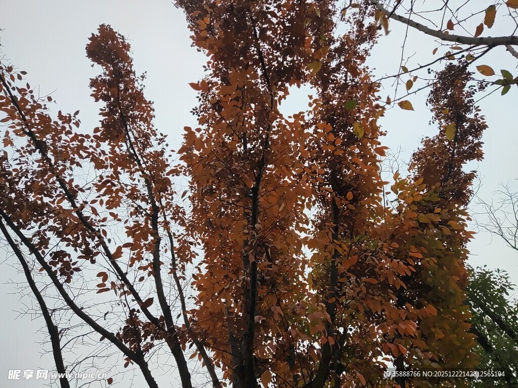 秋日金黄树木景致