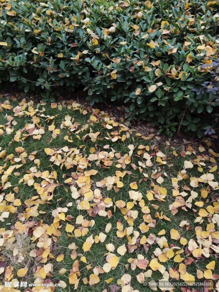 落叶铺地的绿植景观