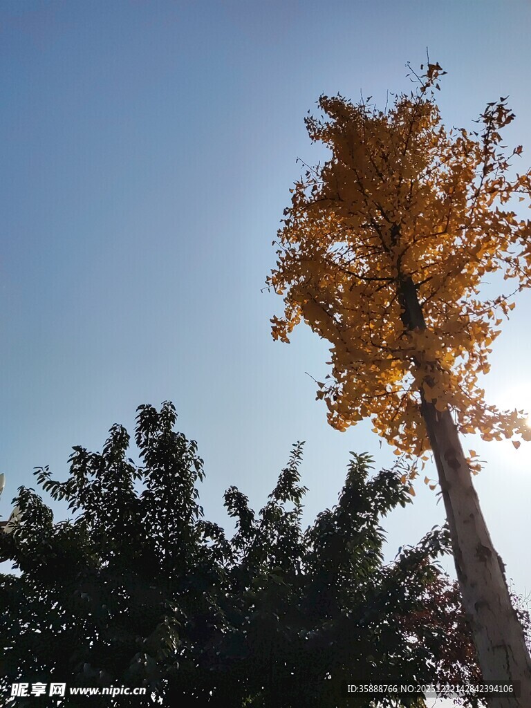 秋日挺拔银杏树