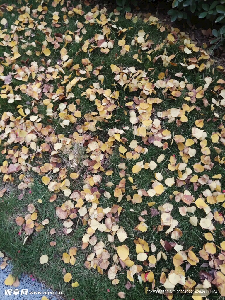 地面散落多彩花瓣