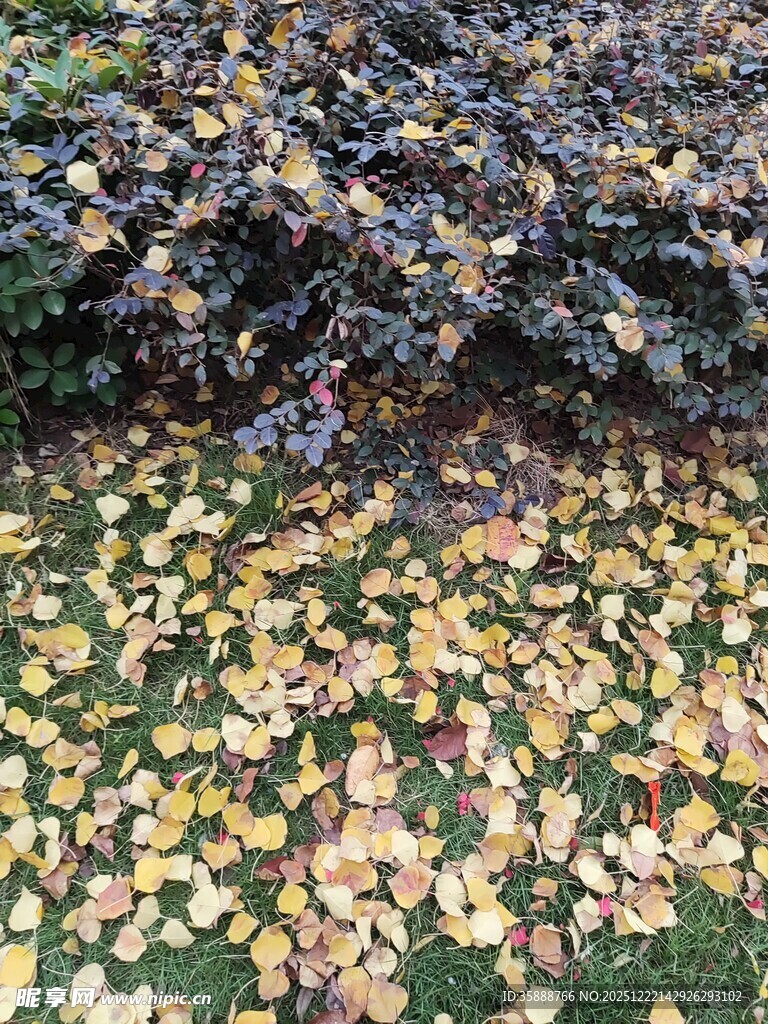 秋日落叶铺满草地景象