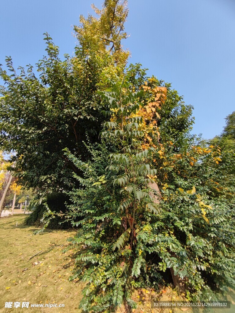 秋日户外的葱郁树木景观