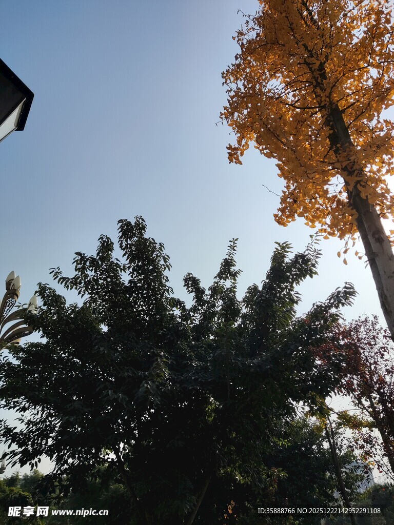 秋日树梢黄绿交织景致