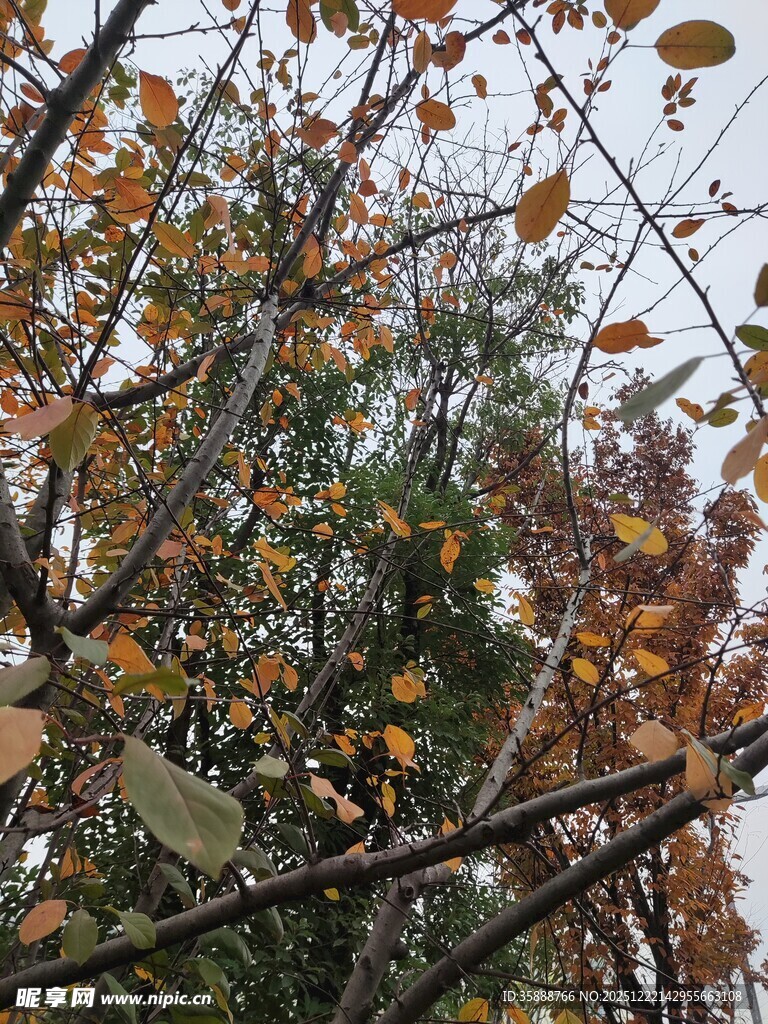 秋日斑斓树枝景象