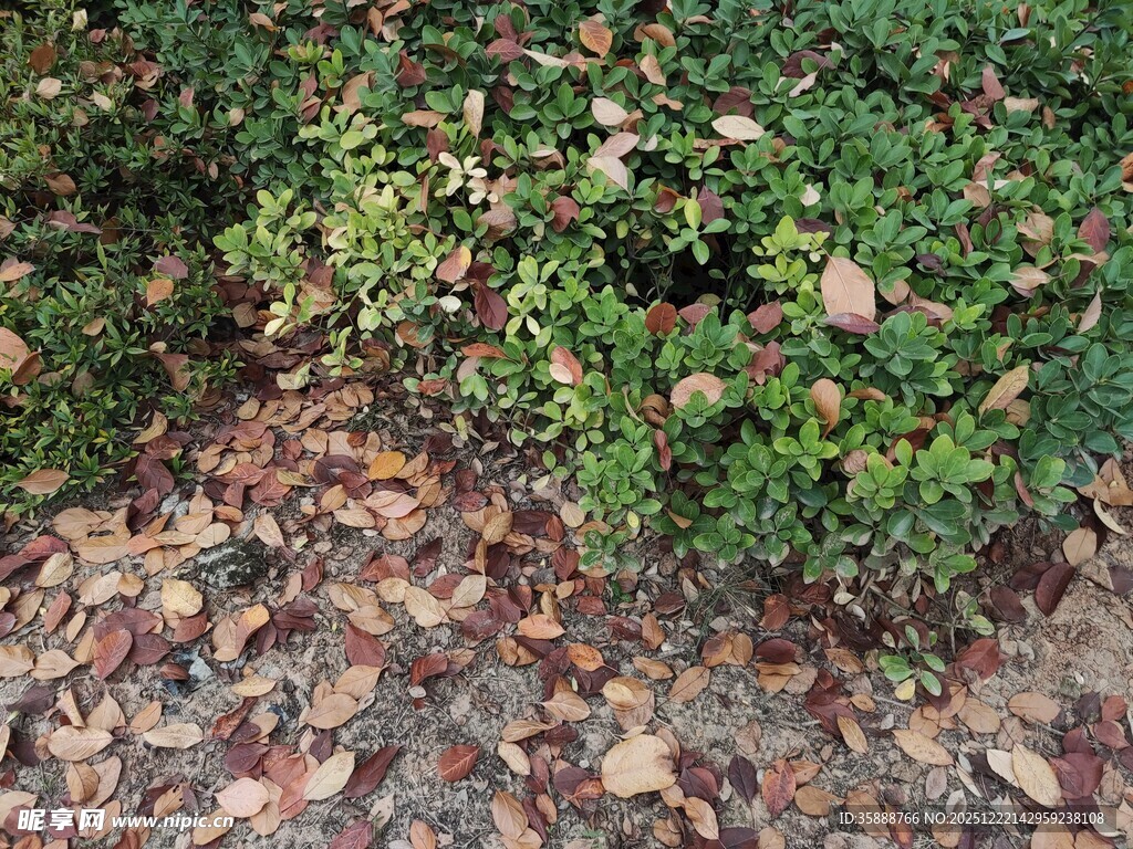 绿叶与落叶交织的景致