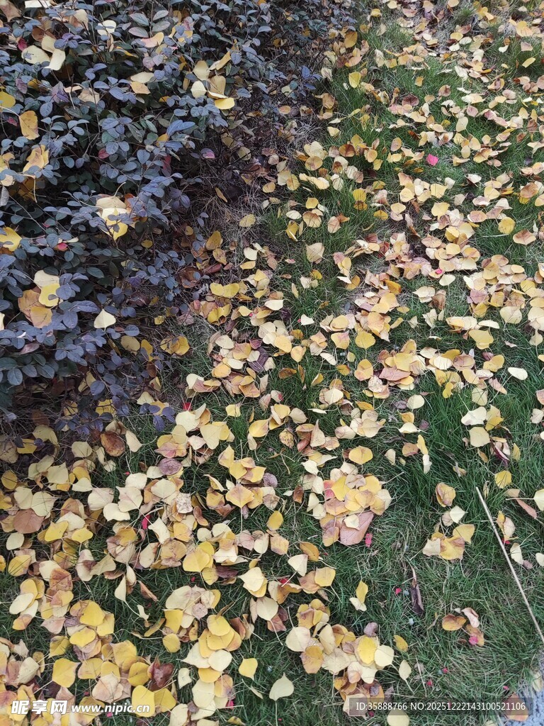 秋日落叶铺就的美丽景致