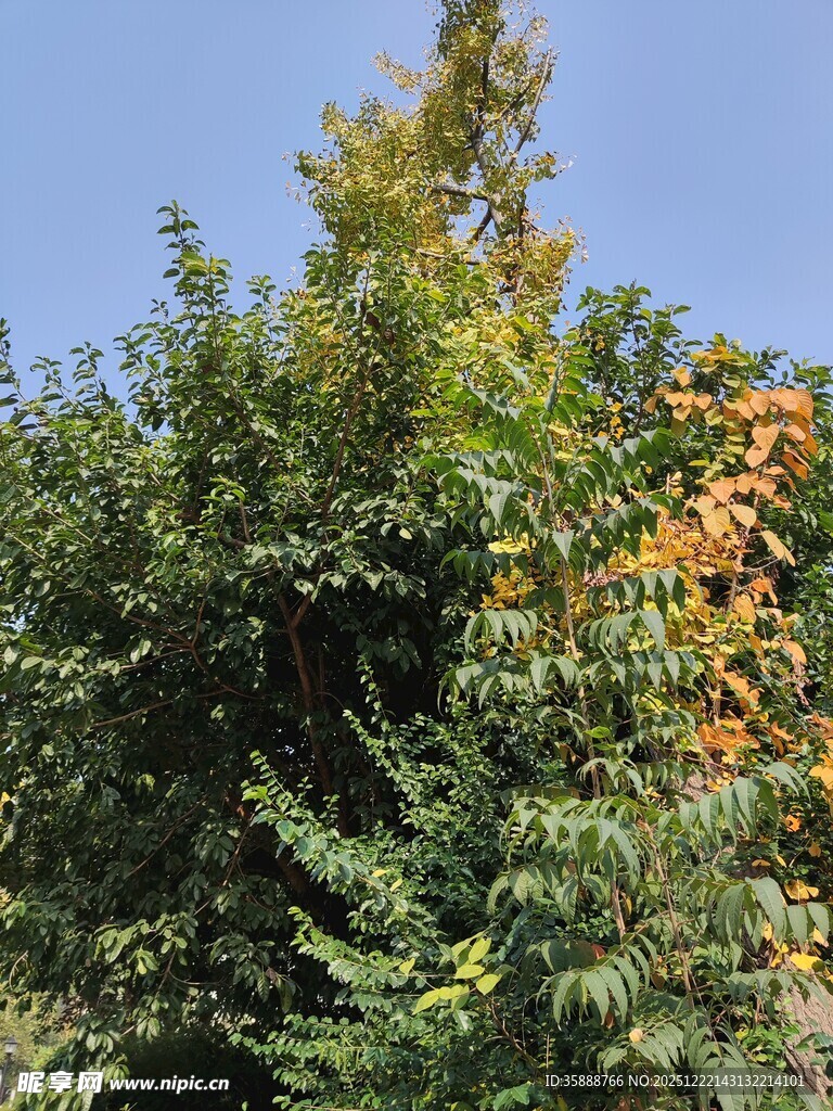 秋日葱郁树木景观