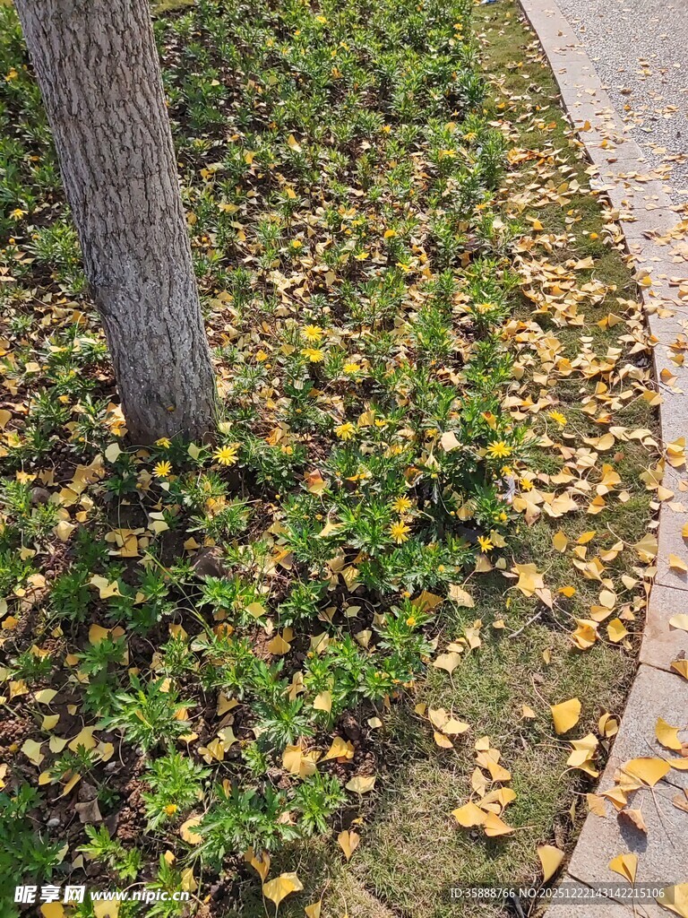 树下落叶与绿植景观