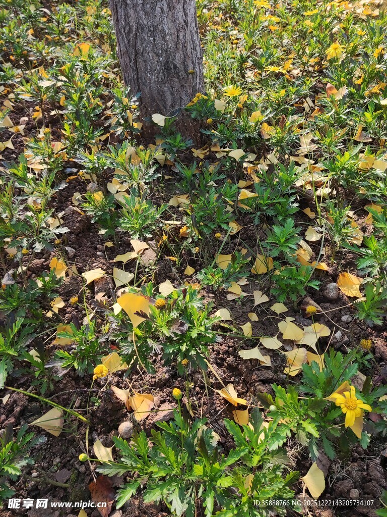 树下落叶与绿植的秋日景象