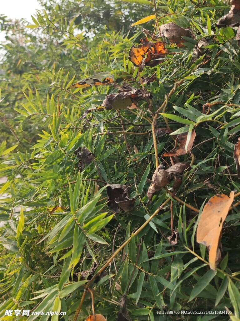 树上挂着的特色果实