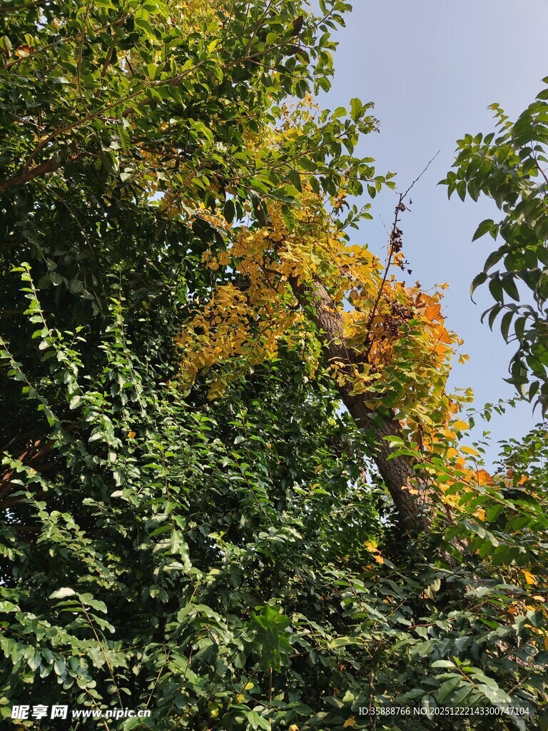 秋日树梢斑斓景致