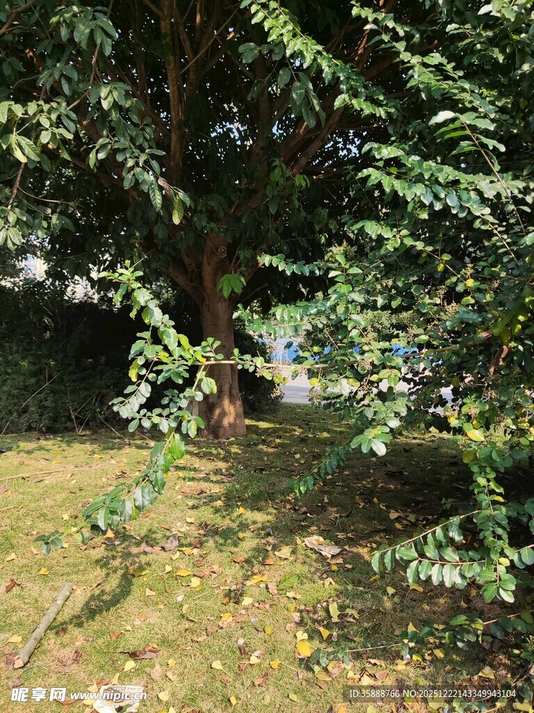 庭院绿树成荫景致宜人