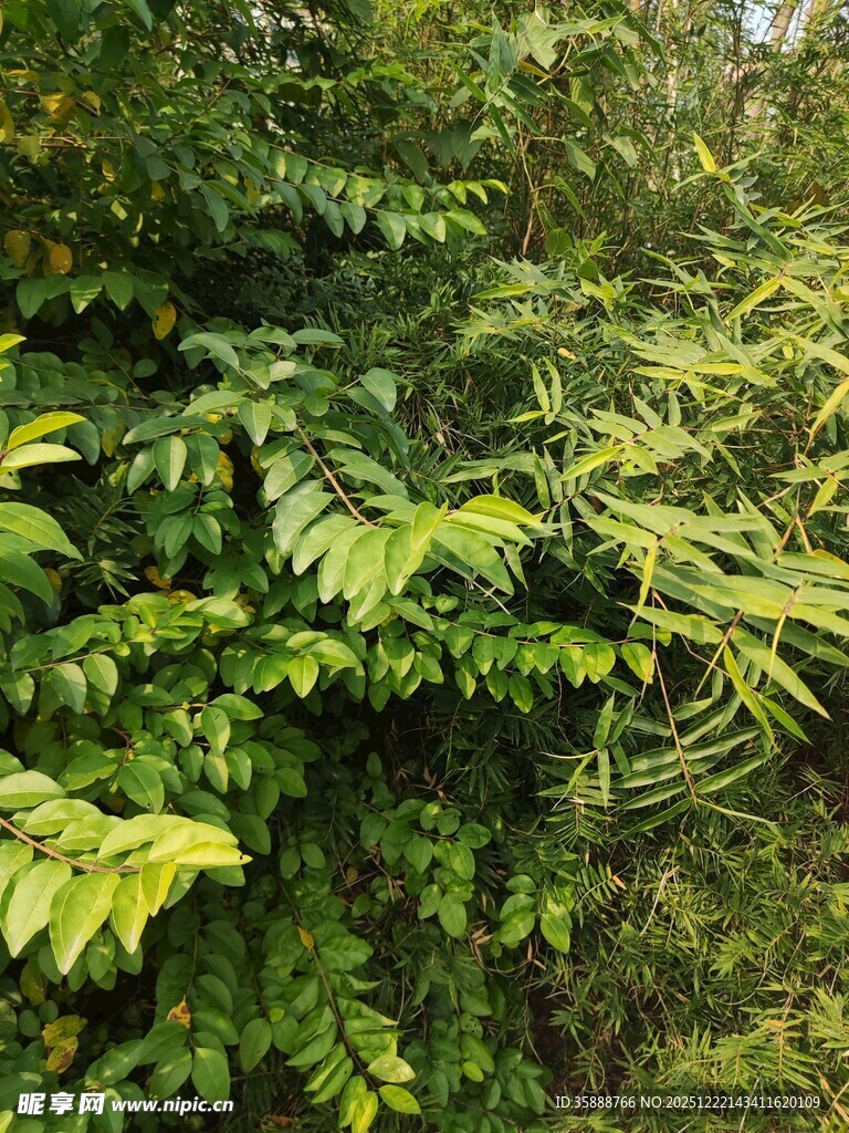 茂密丛林中的翠绿植物