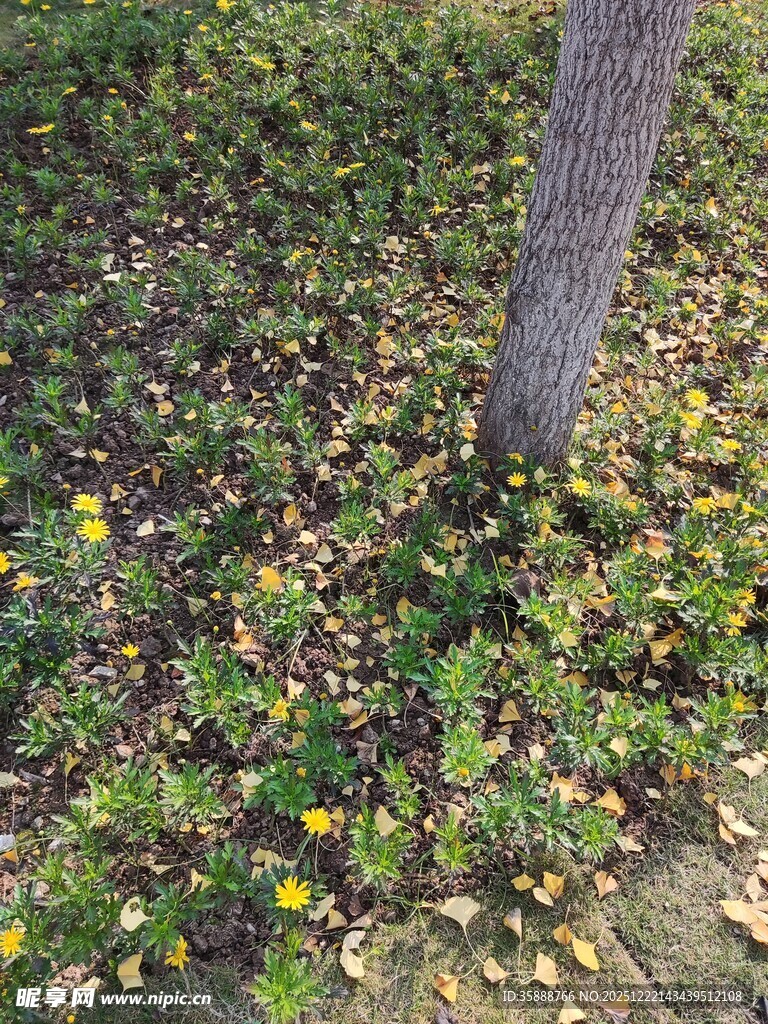 树下绿植与落叶场景