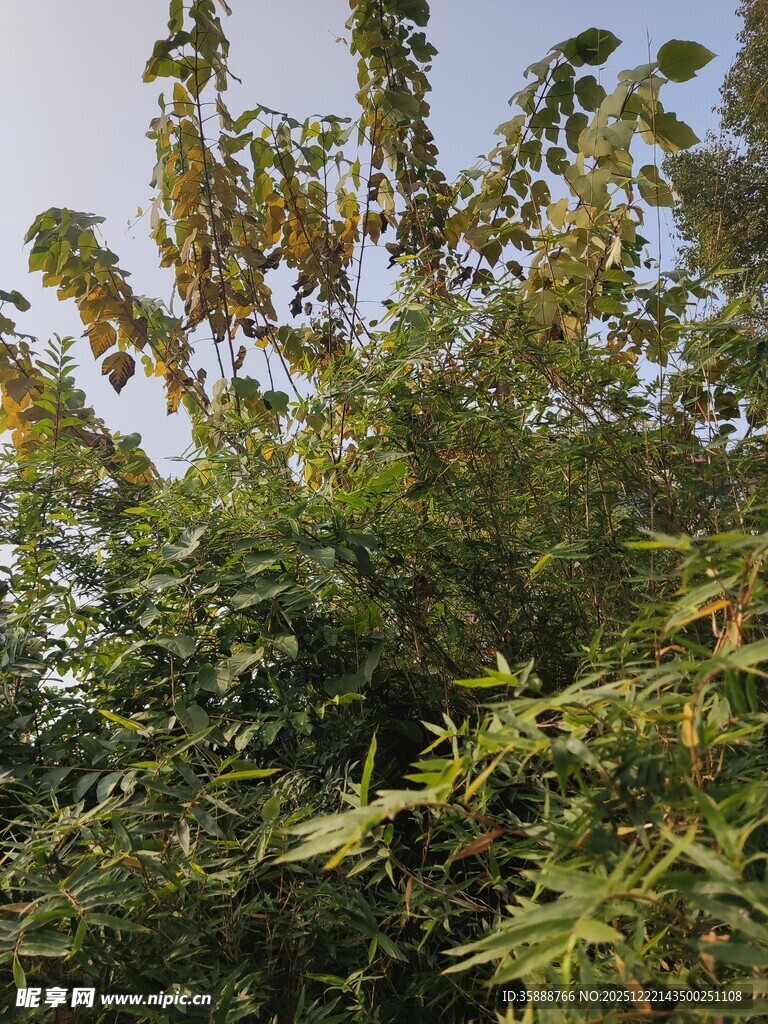 繁茂绿植枝叶舒展